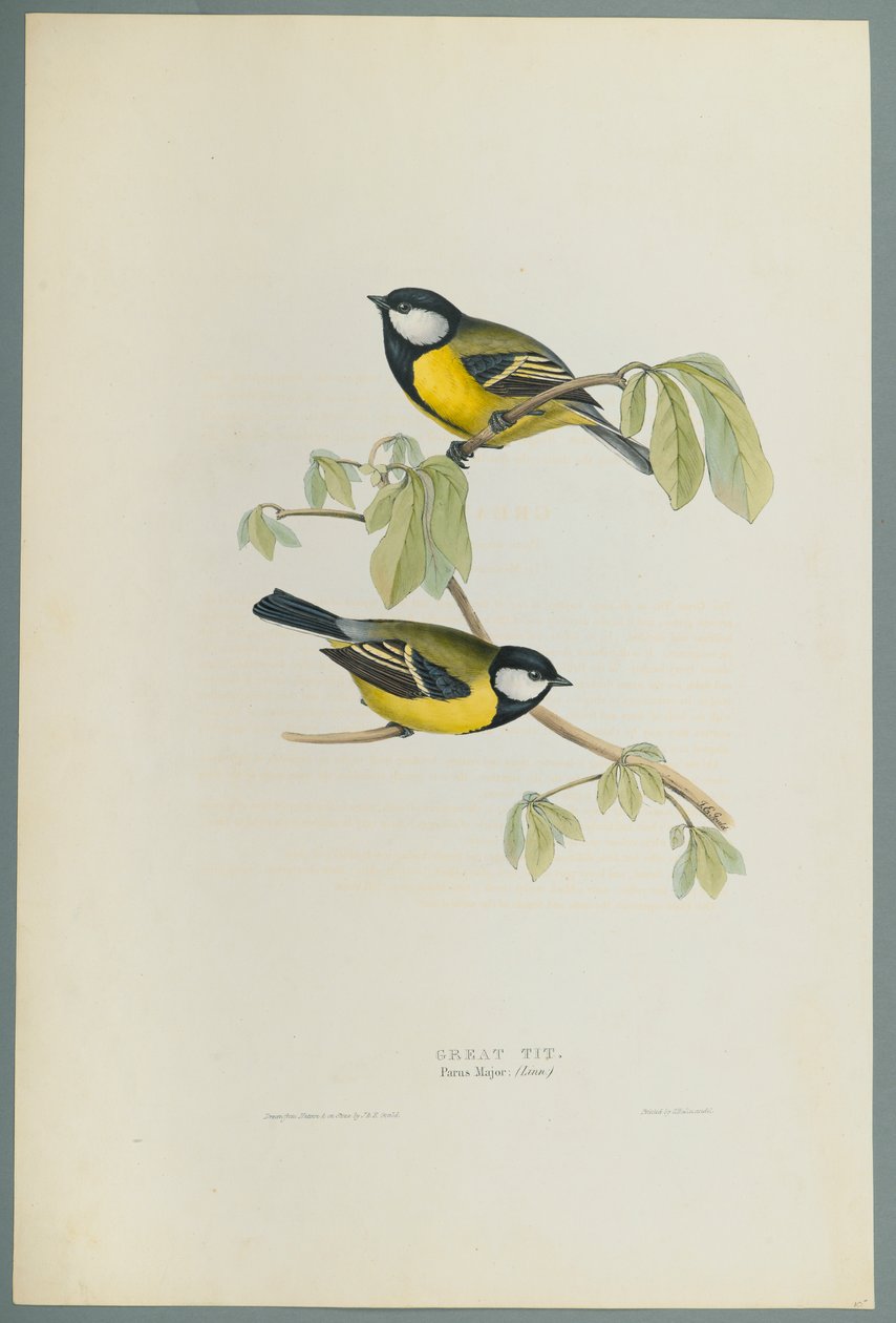 Parus Major: Stormejse (farve litho på vævet papir) af John Gould