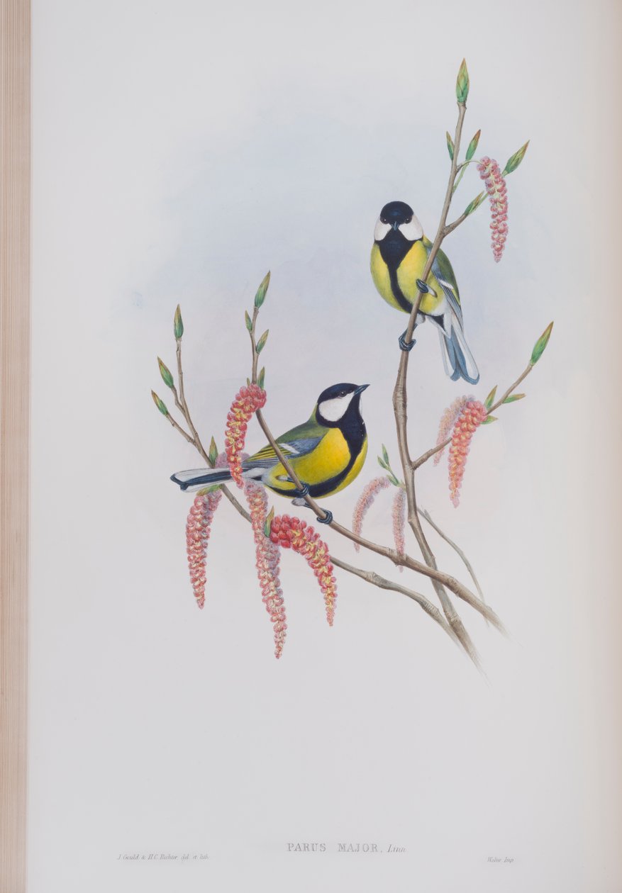 Parus Major, plade fra The Birds of Great Britain af John Gould, udgivet 1862-73 (håndkoloreret litografi) af John Gould