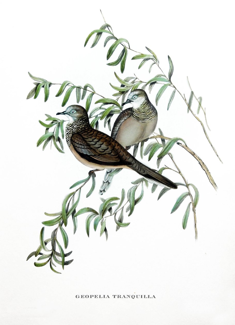 Peaceful Dove, fugle fra Australien, kobberstik fra bog af John Gould (1804-1881) "Tropical Birds" af John Gould