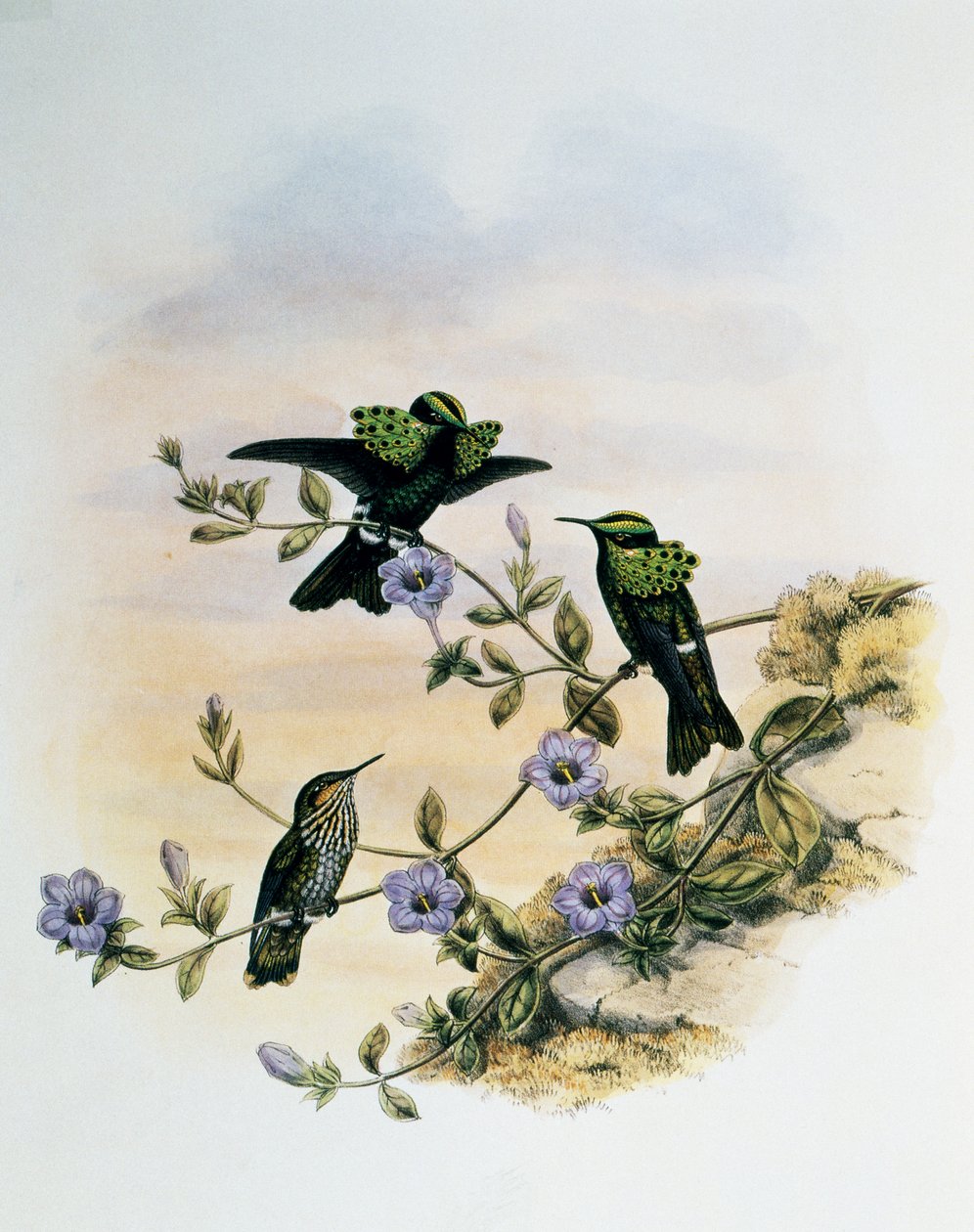 Peacock Coquette (Lophornis pavoninus), gravering fra Monograph of Trochilidae eller Humming Birds (1849-1861), af John Gould (1804-1881), Storbritannien af John Gould