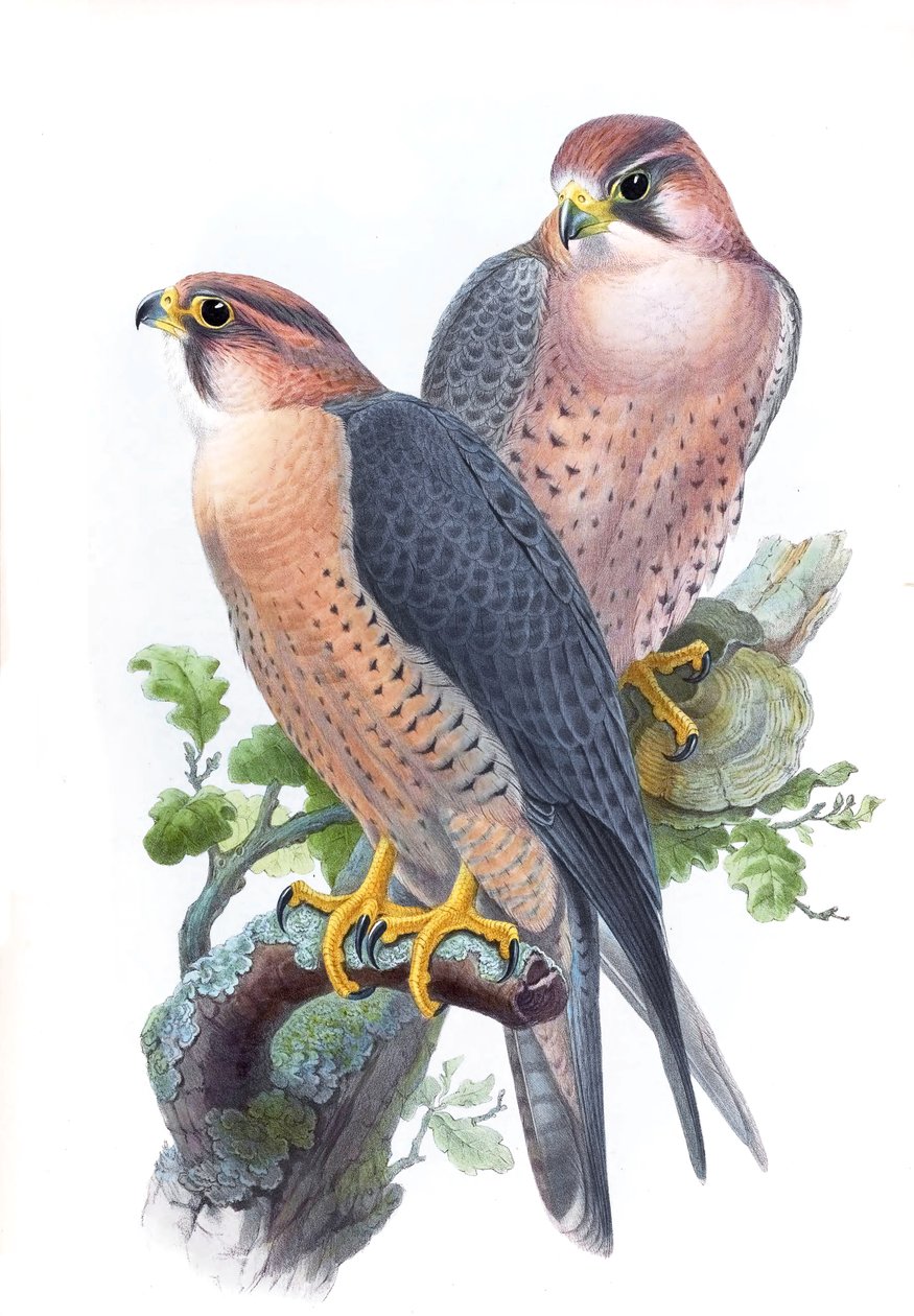 Vandrefalke, Falco peregrinus babylonicus Sclater af John Gould