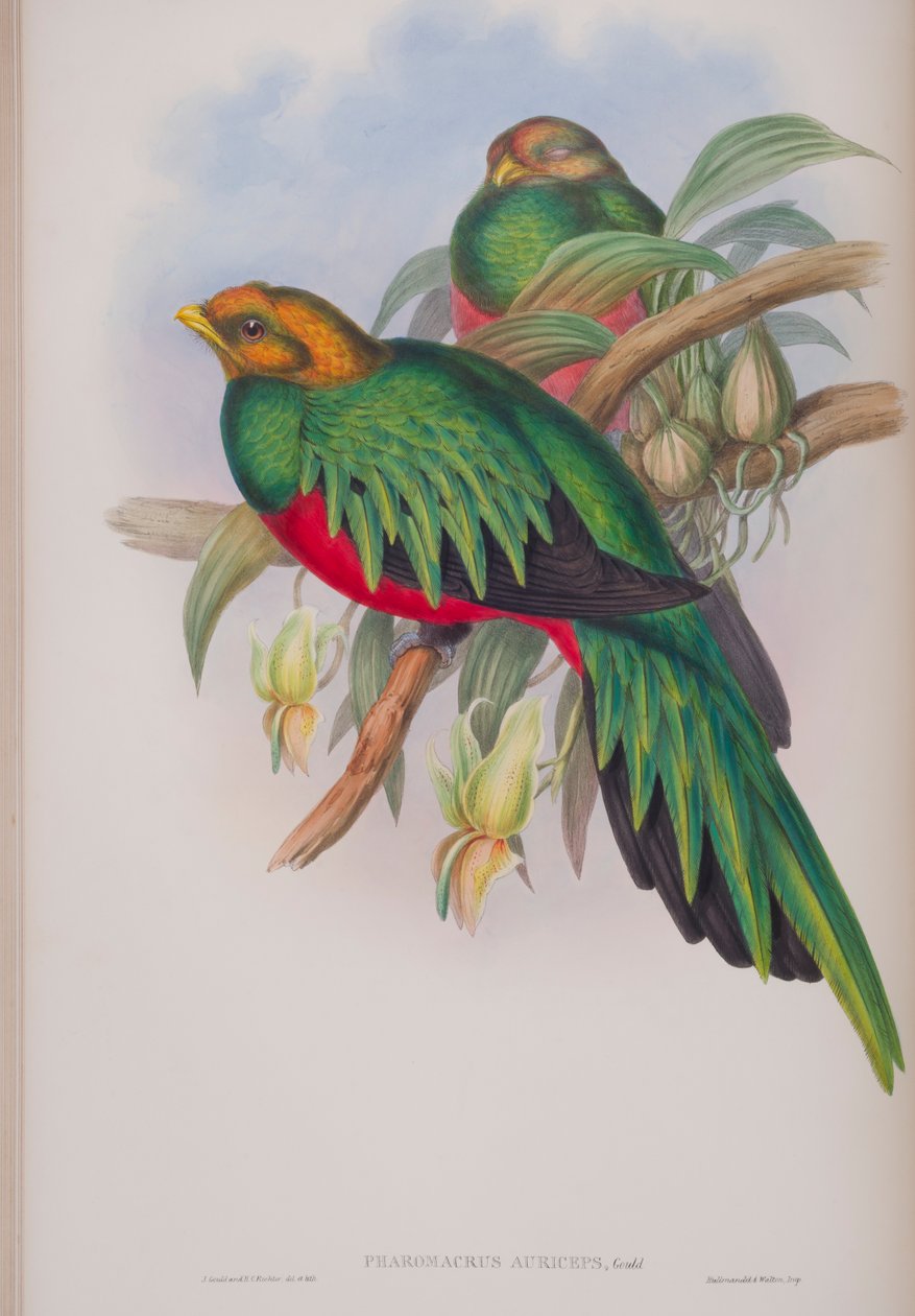 Pharomacrus Auriceps, plade fra The Birds of Great Britain af John Gould, udgivet 1862-73 (håndkoloreret litografi) af John Gould