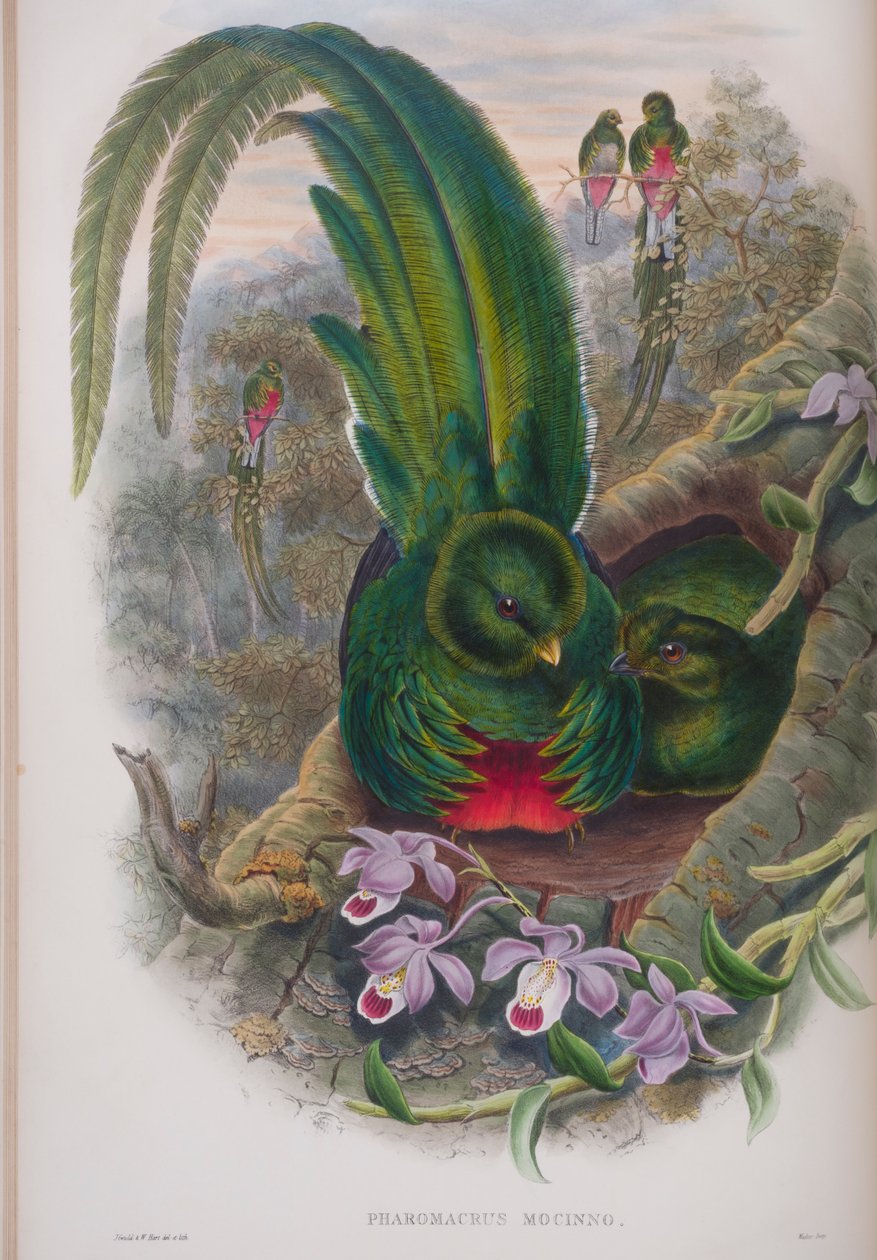 Pharomacrus Mocinno, plade fra The Birds of Great Britain af John Gould, udgivet 1862-73 (håndkoloreret litografi) af John Gould