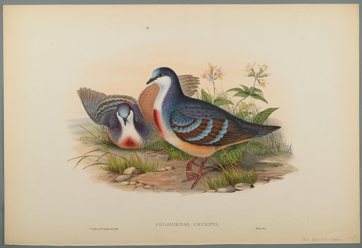 Philogoenas Cruenta (farve litho på vævet papir) af John Gould
