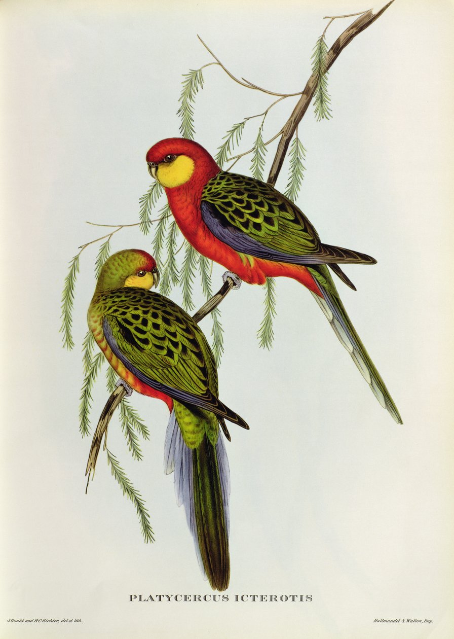 Platycercus Icterotis af John Gould