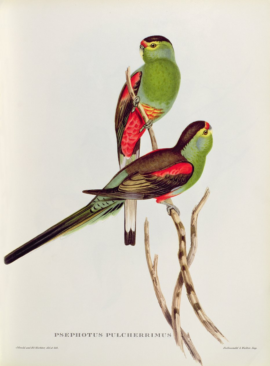 Psefoto af John Gould