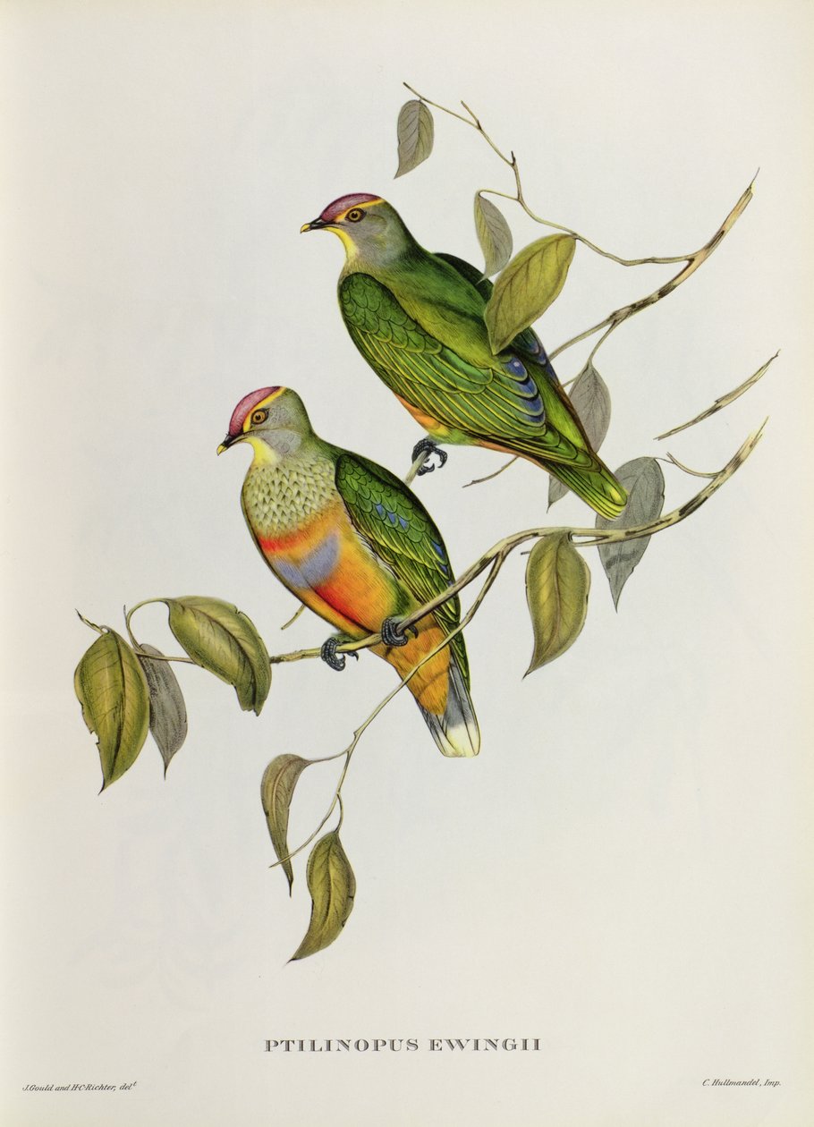 Ptilinopus Ewingii af John Gould
