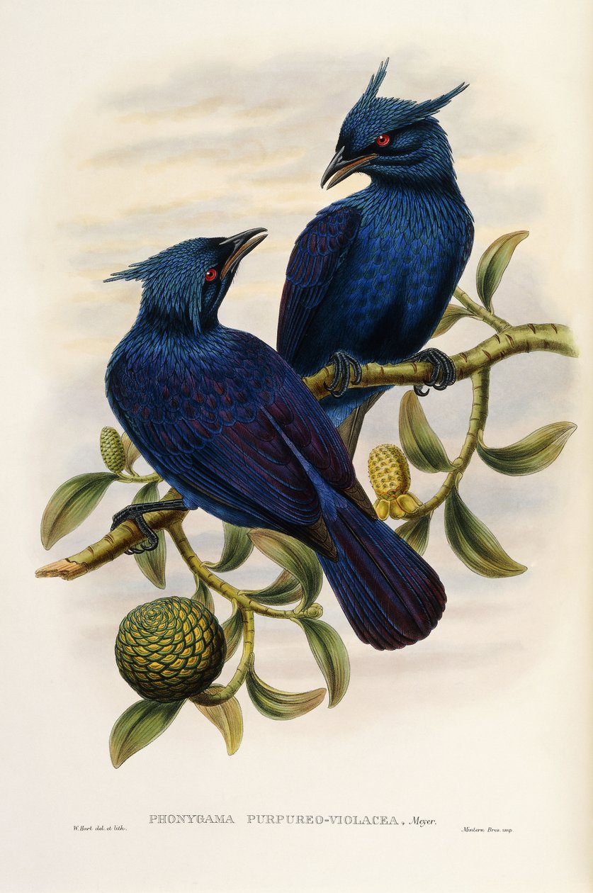 Lilla og violet Manucode af John Gould