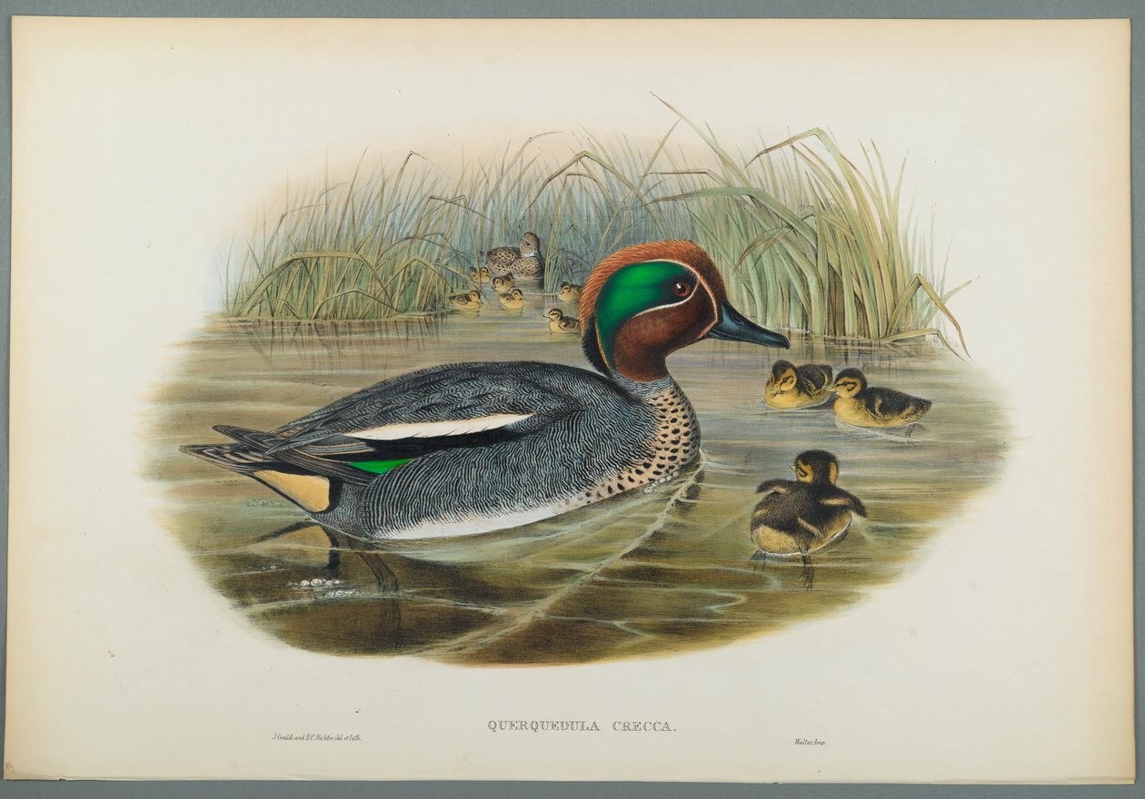 Querquedula Crecca: Blågrøn (farve litho på vævet papir) af John Gould