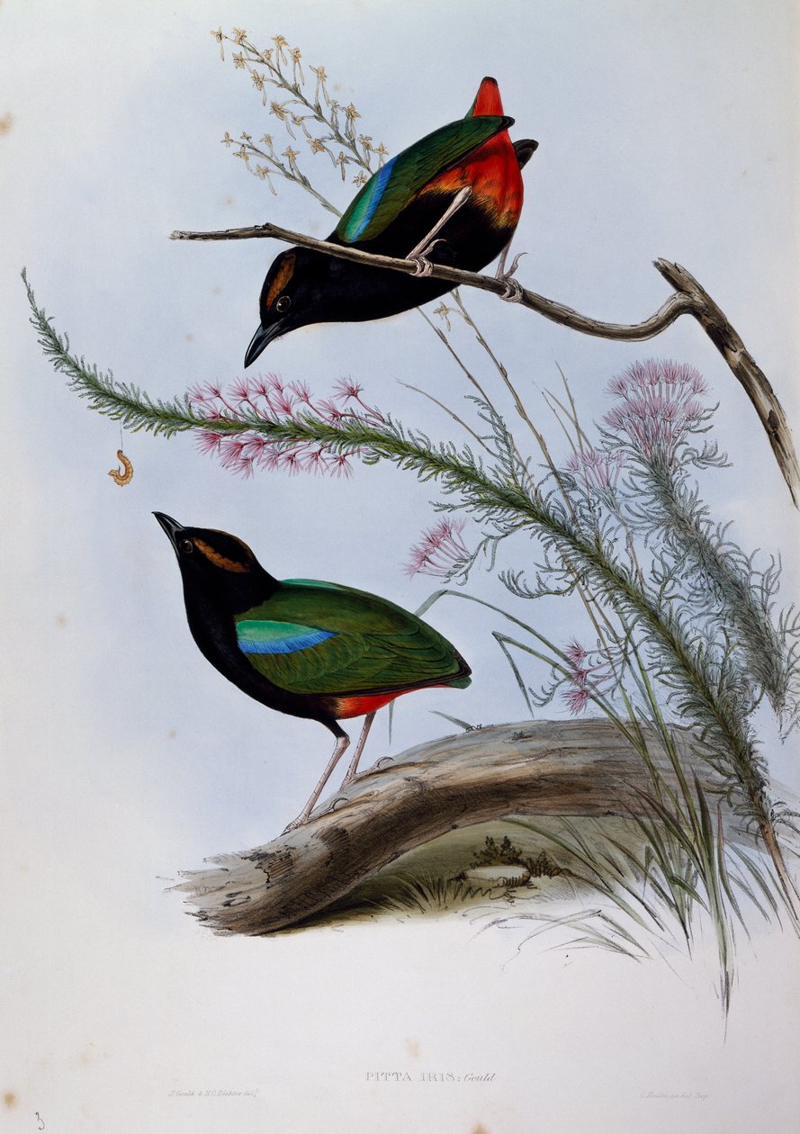 Rainbow Pitta (Pitta iris), gravering fra Birds of Australia af John Gould