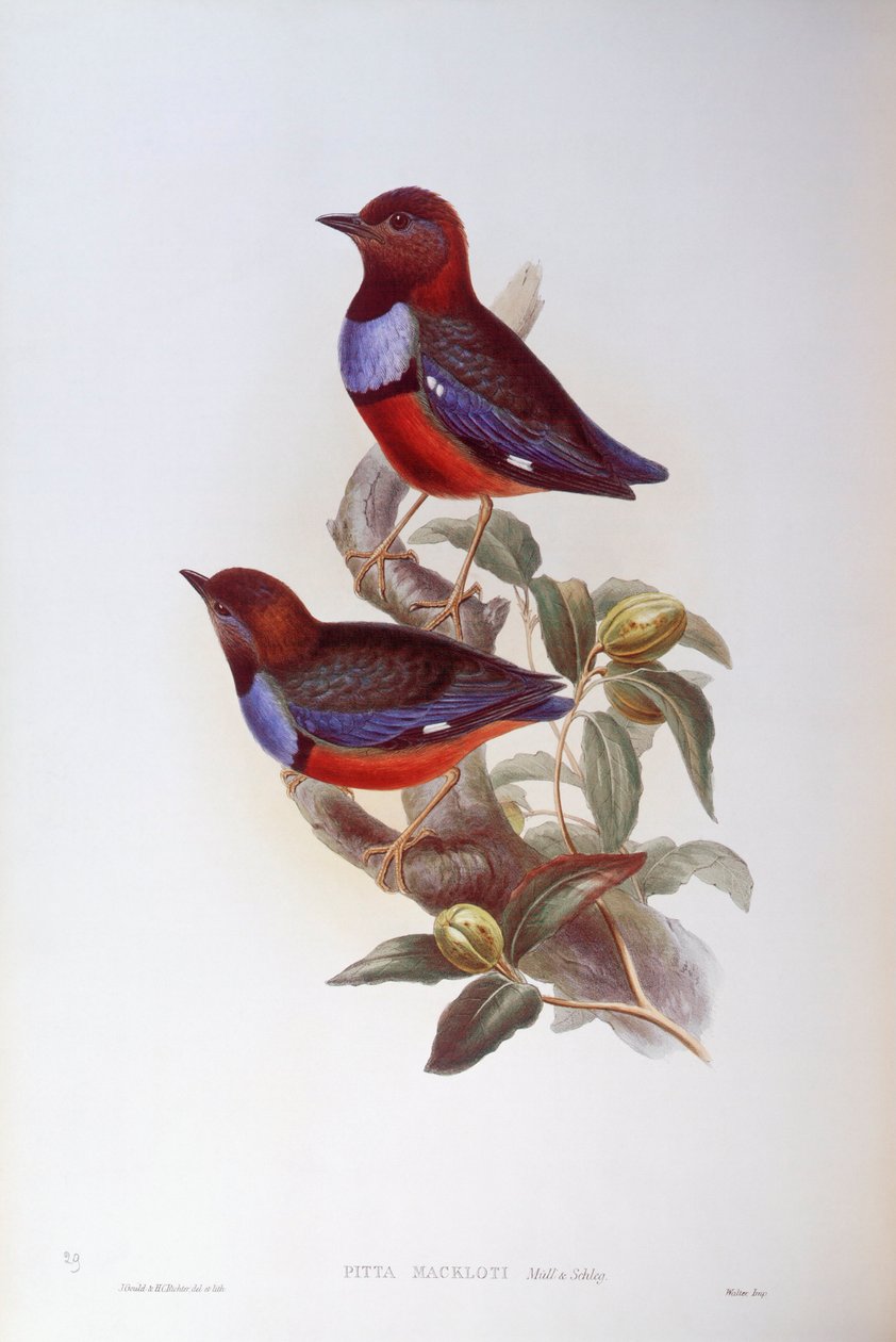 Rødbuget pitta (Pitta erythrogaster), Indgravering af John Gould af John Gould