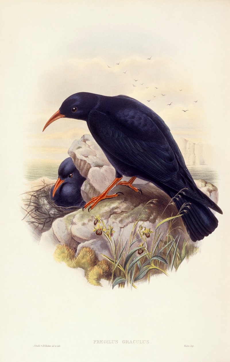 Rødnæbbet chough (Pyrrhocorax pyrrhocorax), gravering af John Gould af John Gould