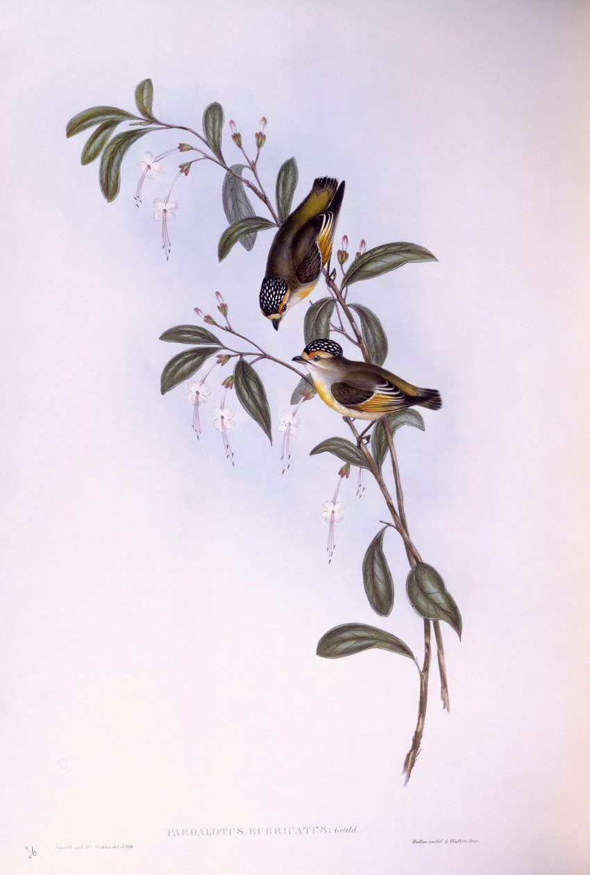 Rødbrynet pardalote (Pardalotus rubricatus), Indgravering af John Gould af John Gould