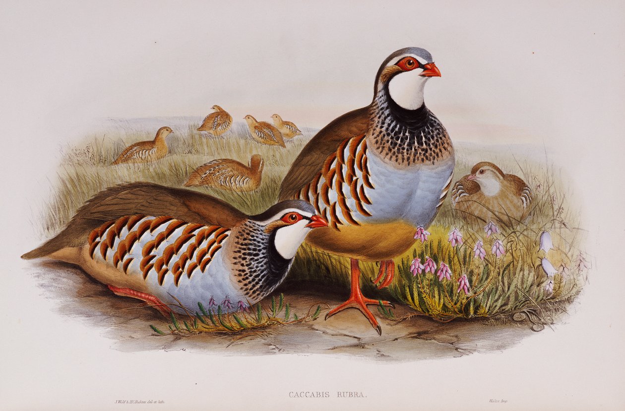 Rødbenede Agerhøns, 1862-73 af John Gould