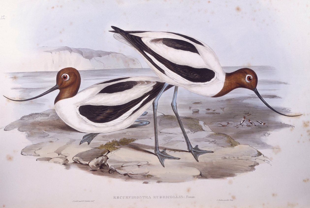 Rødhalset avocet (Recurvirostra novaehollandiae), gravering af John Gould af John Gould