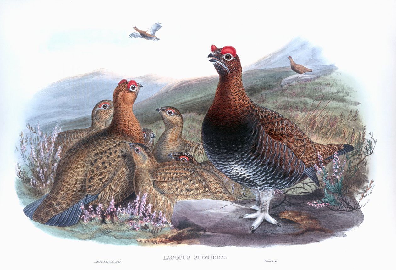 Rype Lagopus lagopus scotica af John Gould