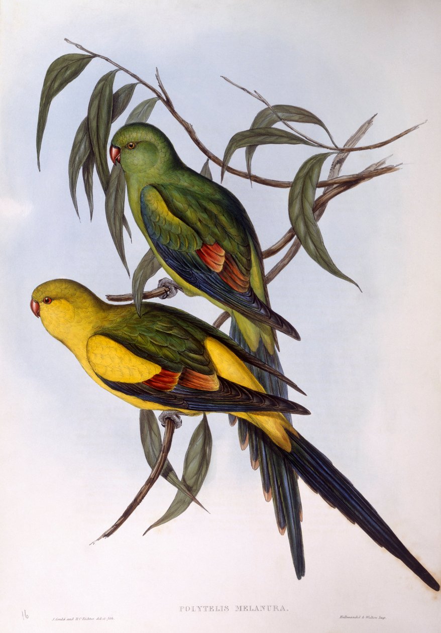 Regent papegøje (Polytelis anthopeplus), Indgravering af John Gould af John Gould