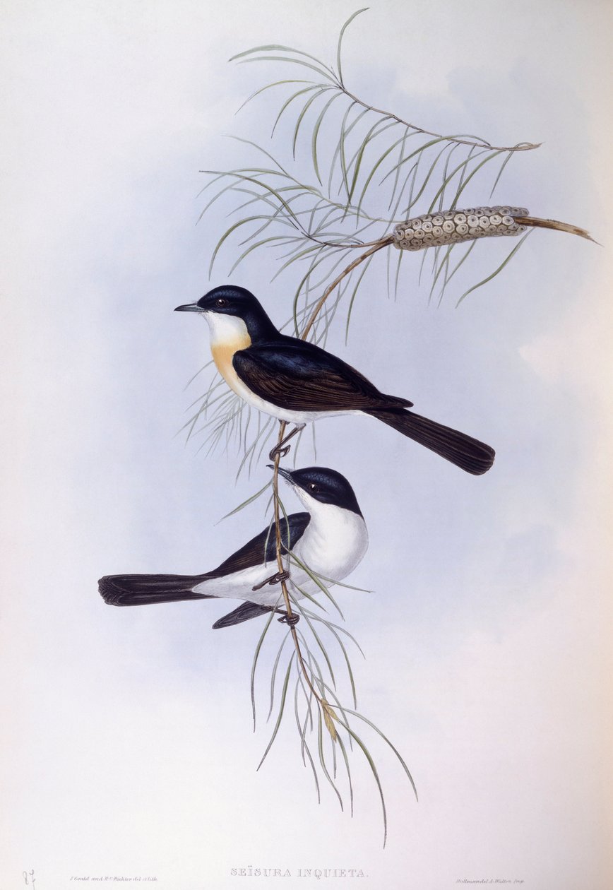Rastløs fluesnapper (Myiagra inquieta), gravering af John Gould af John Gould