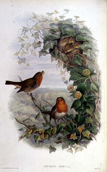 Robin af John Gould