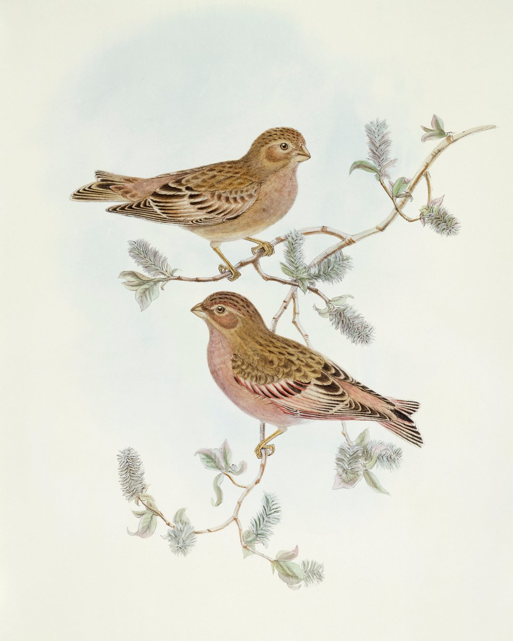 Rosenfink (Erythrospiza incarnata), gravering af John Gould af John Gould