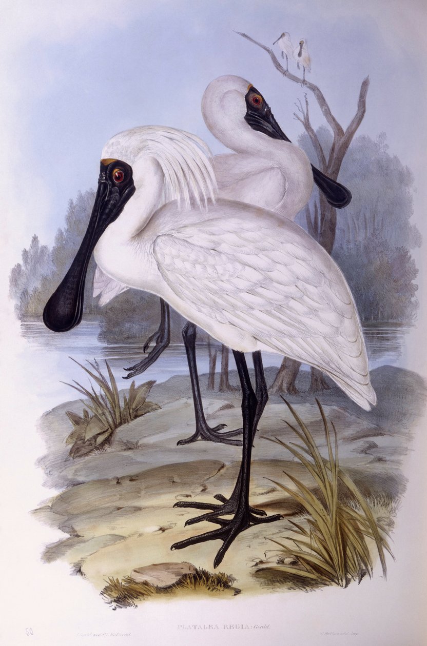 Kongelig skestork (Platalea regia), Indgravering af John Gould af John Gould