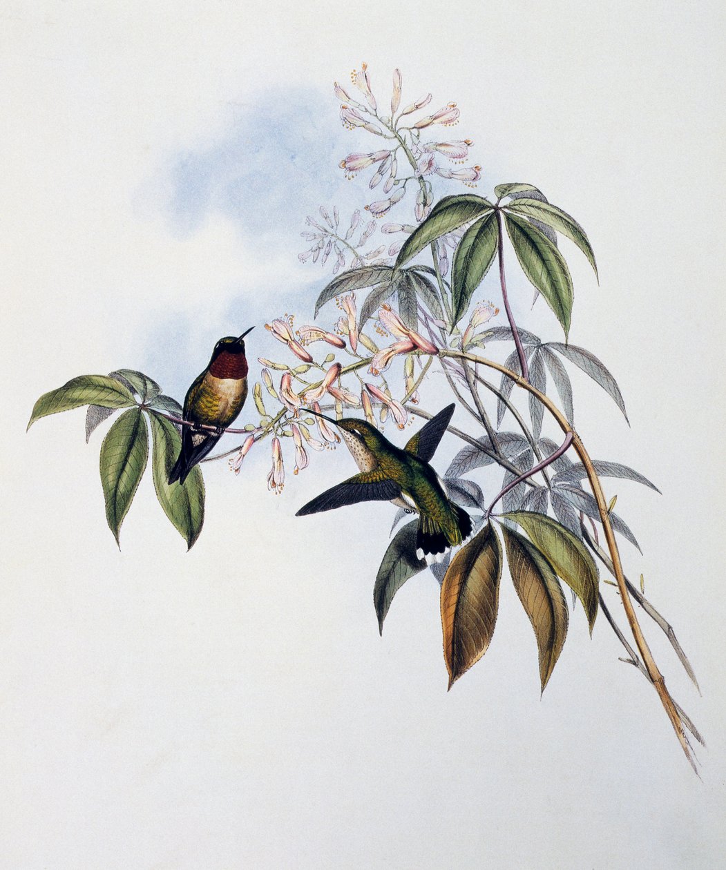 Ruby-throated Hummingbird (Archilochus colubris), gravering fra Monograph of Trochilidae eller Humming Birds (1849-1861), af John Gould (1804-1881), Storbritannien af John Gould