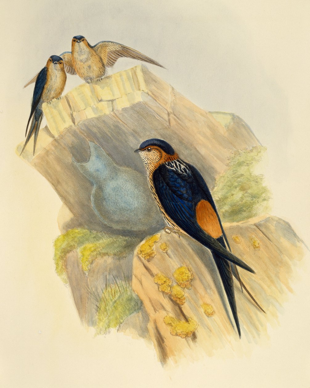 Rufous-bellied Swallow (Hirundo daurica), gravering af John Gould (1804-1881), Storbritannien af John Gould