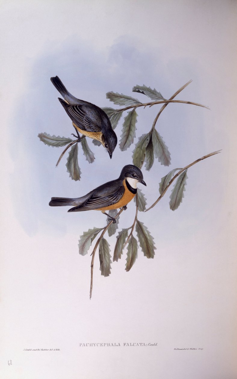 Rødbrun whistler (Pachycephala rufiventris), gravering af John Gould af John Gould