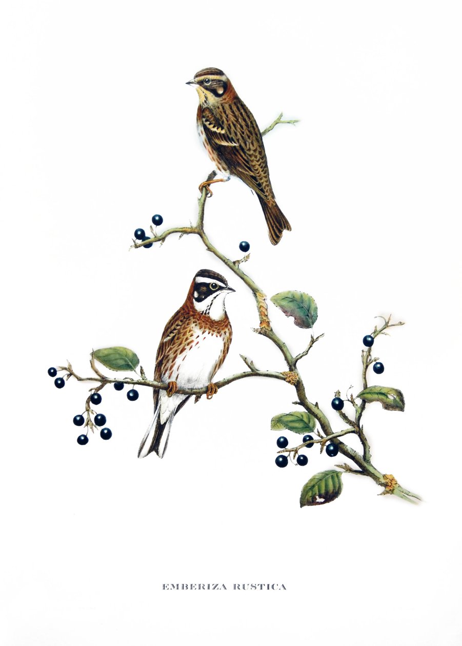 Rustic Bunting, fugle fra Asien (Kina og Japan), stik fra bog af John Gould (1804-1881) "Tropical Birds" af John Gould