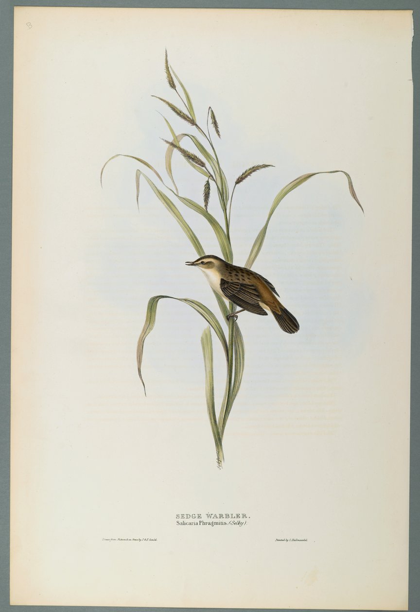Salicaria Phragmatis: Sedge Warbler (farve litho på vævet papir) af John Gould