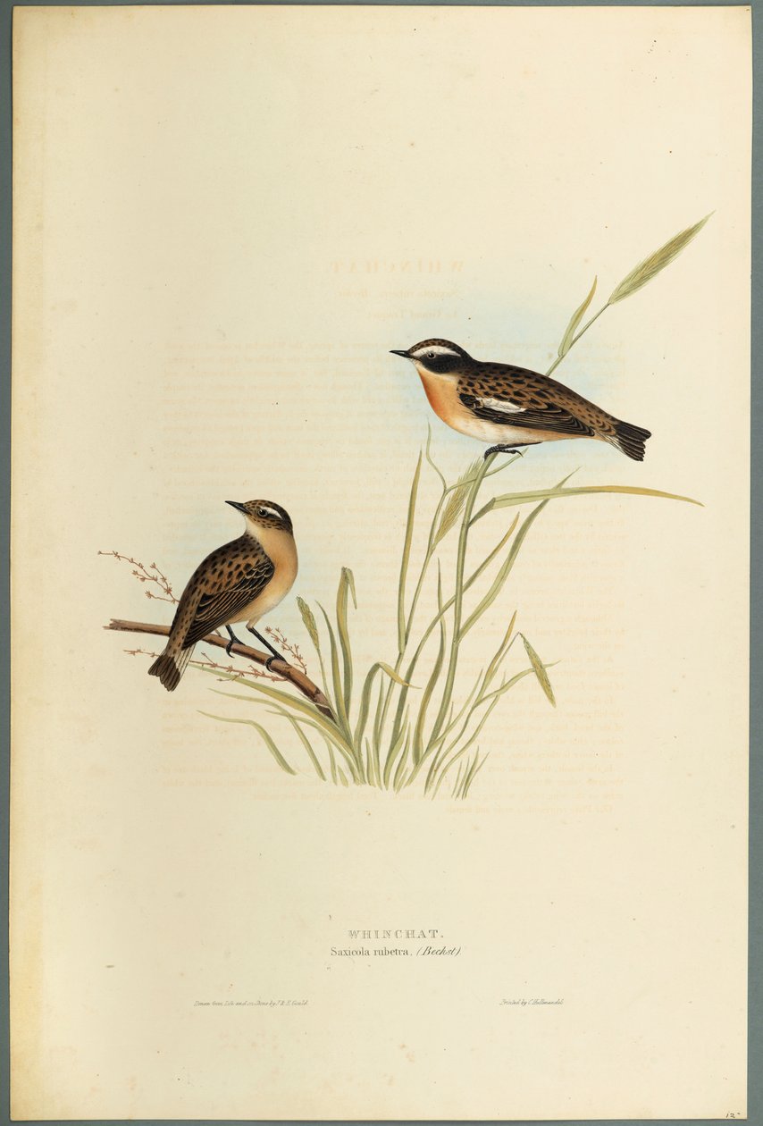 Saxicola Rubetra - Whinchat (farve litho på vævet papir) af John Gould
