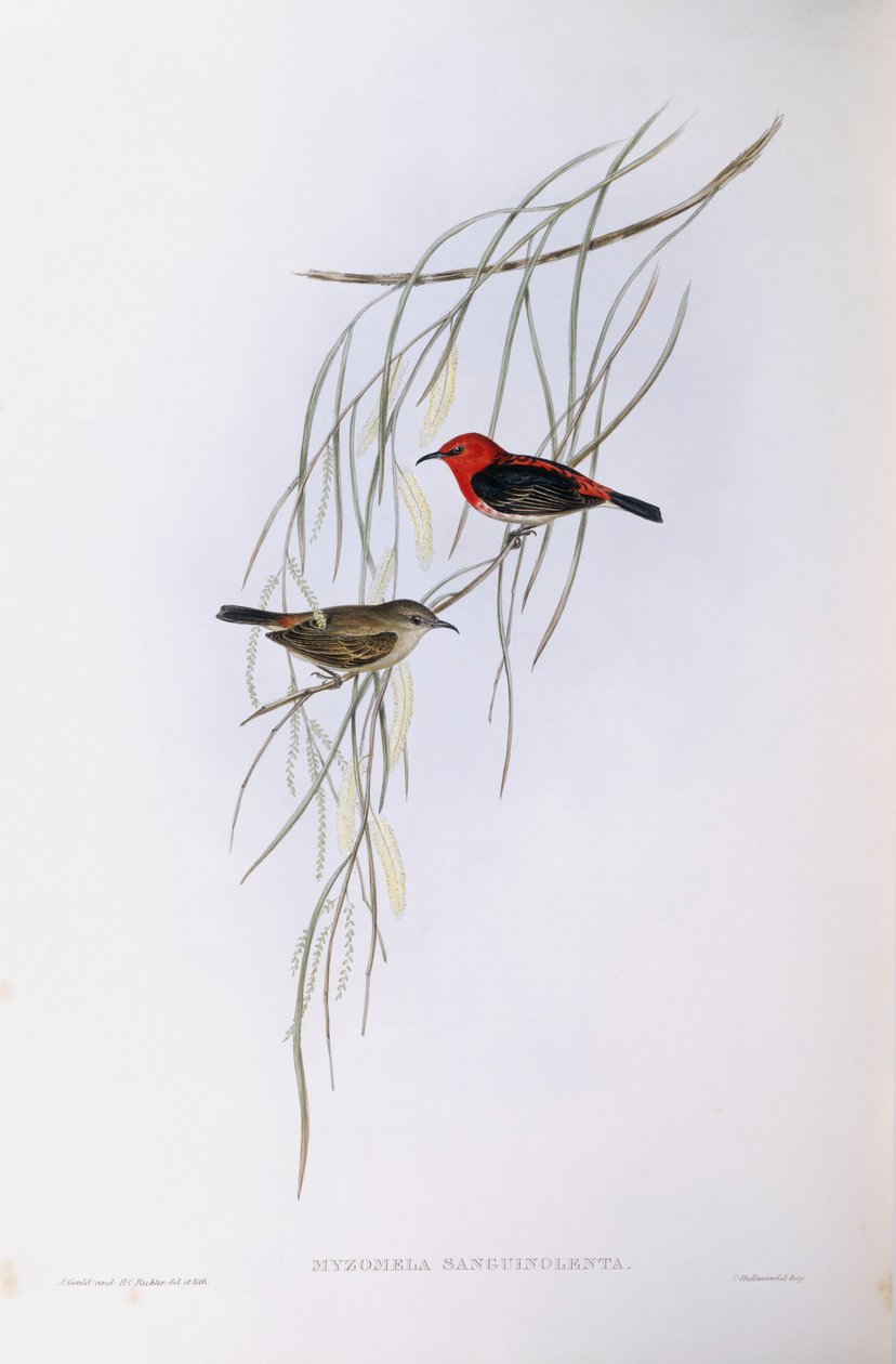 Scarlet myzomela (Myzomela sanguinolenta), gravering af John Gould af John Gould