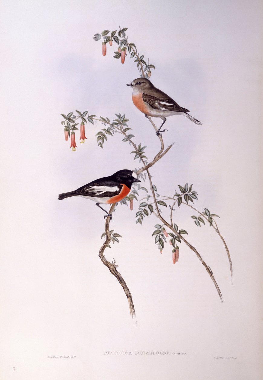 Scarlet robin (Petroica multicolour), gravering af John Gould af John Gould