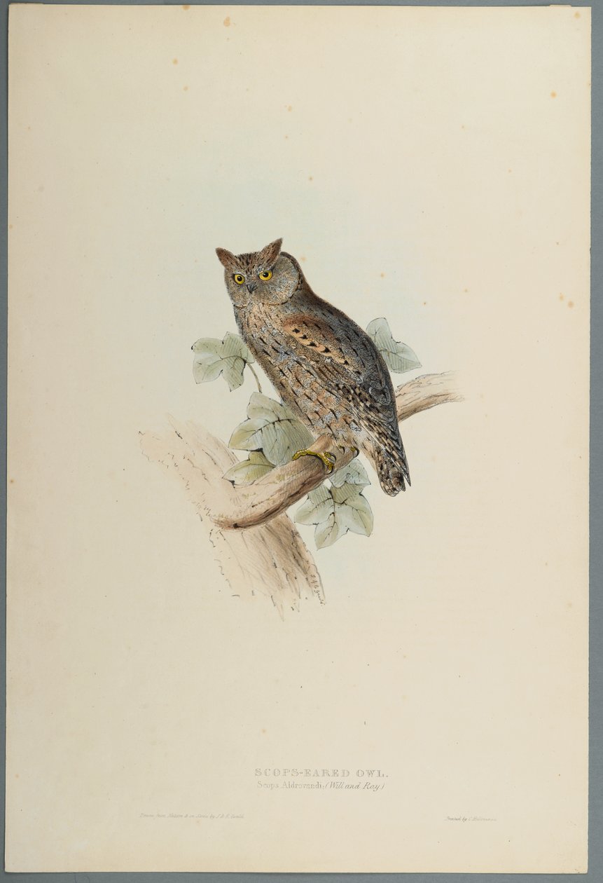 Scops Aldrovandi - Scops Eared Owl (farve litho på vævet papir) af John Gould