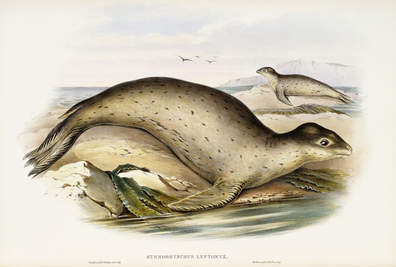 Søleopard af John Gould