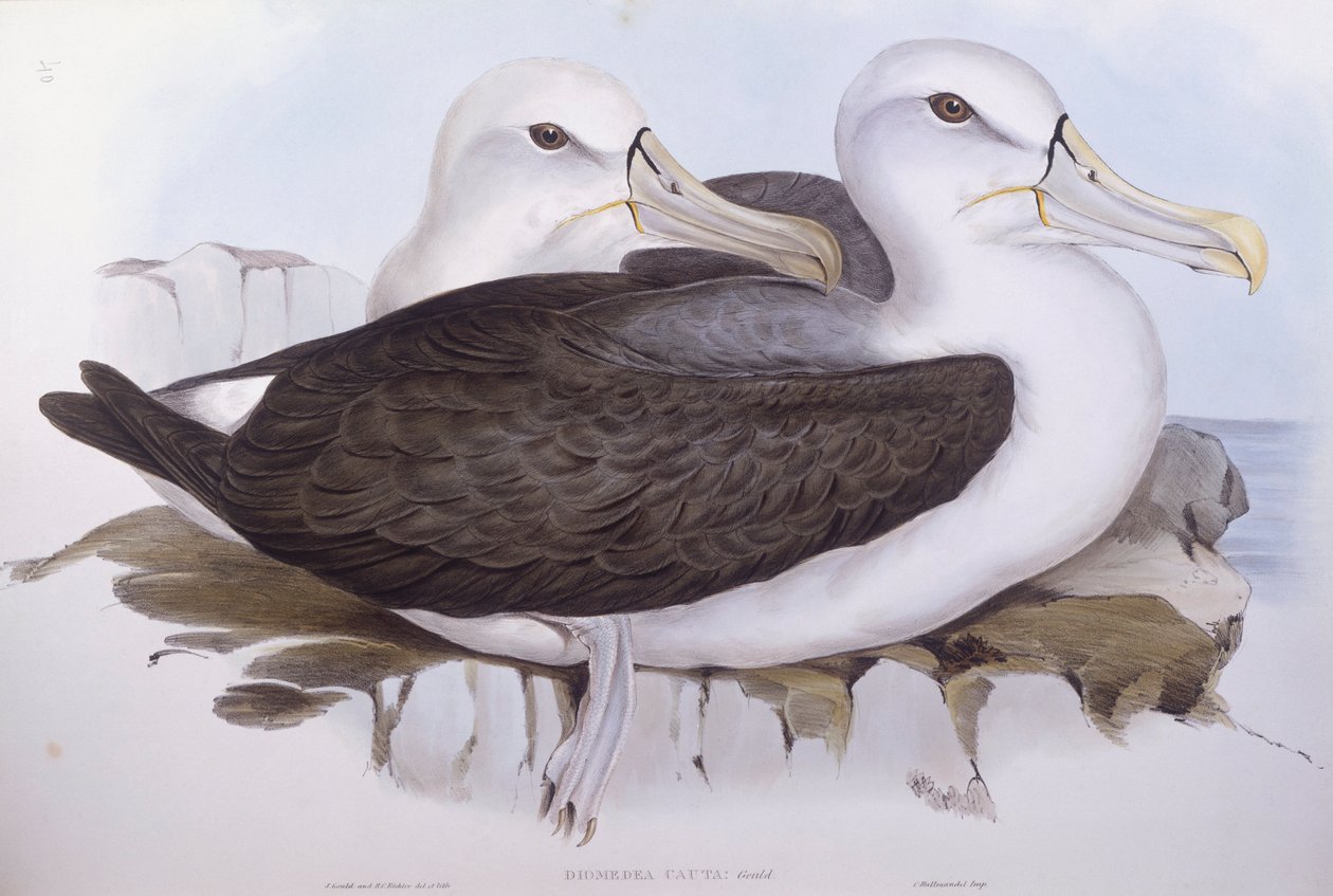 Genert albatros (Diomedea o Thalassarche cauta), Indgravering af John Gould af John Gould