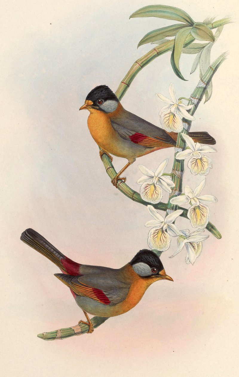 Sølvøret Mesia (Leiothrix med sølvøre) Leiothrix argentauris (Hodgson) af John Gould