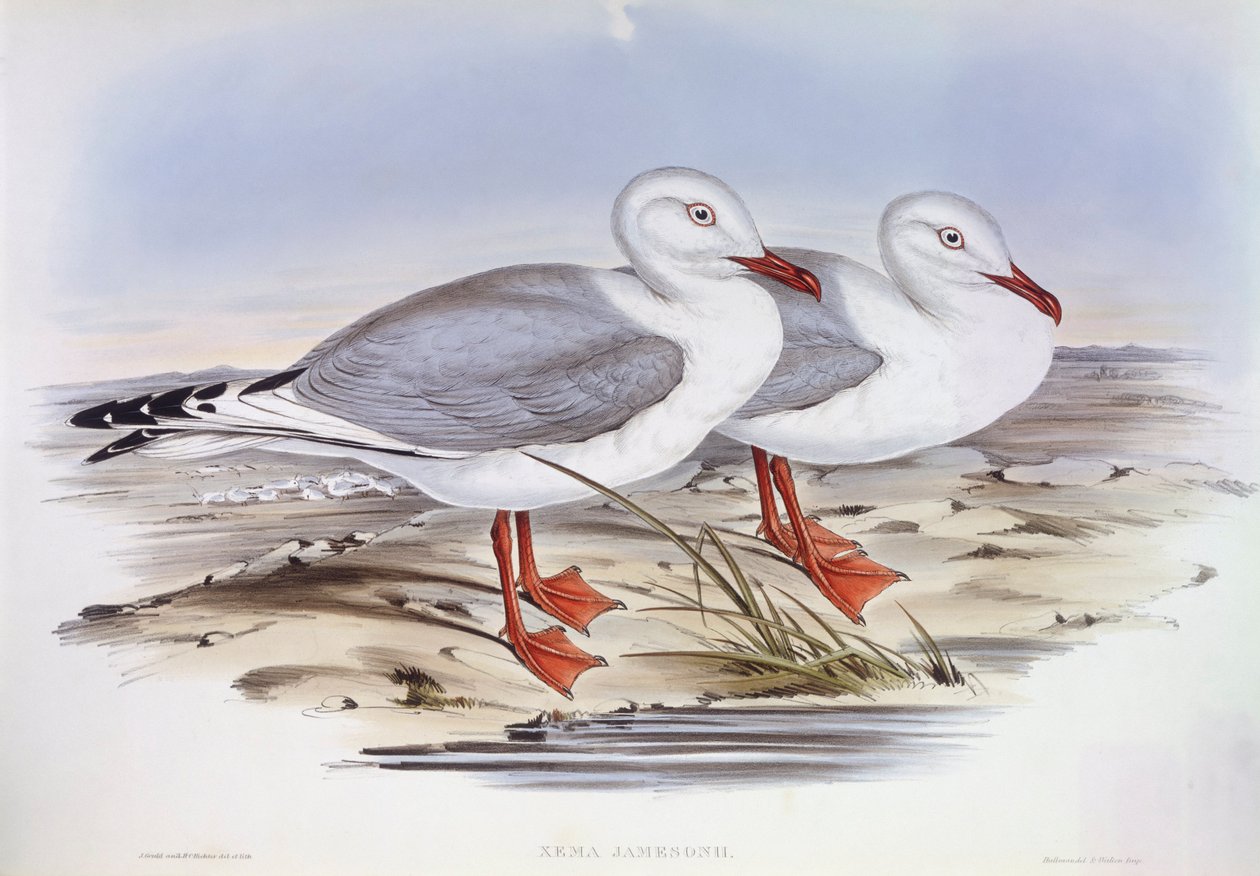 Sølvmåge (Larus novaehollandiae), Indgravering af John Gould af John Gould