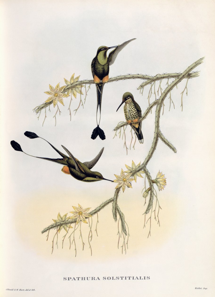 Spathura Solstitialis af John Gould