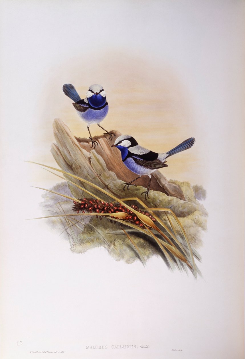 Pragtfuld gøgle (Malurus splendens), Indgravering af John Gould af John Gould