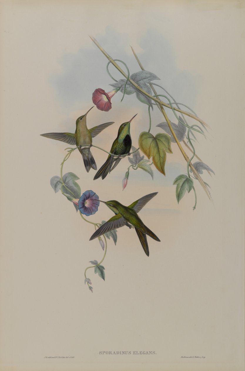 Sporadinus Elegans: St. Domingo Hummingbird af John Gould