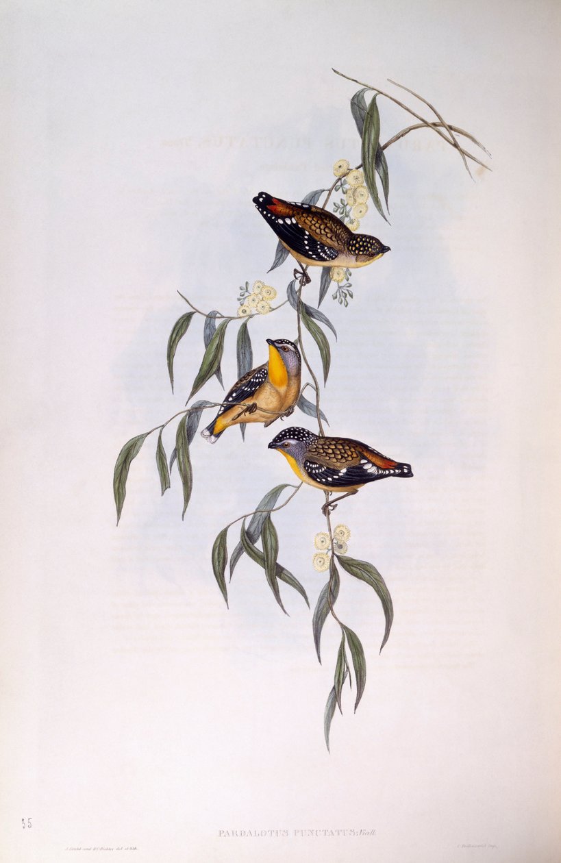 Plettet pardalote (Pardalotus punctatus), Indgravering af John Gould af John Gould