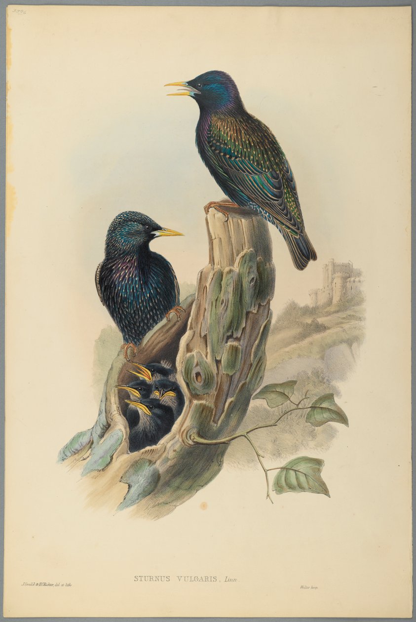 Stær: Sturnus Vulgaris (Linn) (farve litho på vævet papir) af John Gould