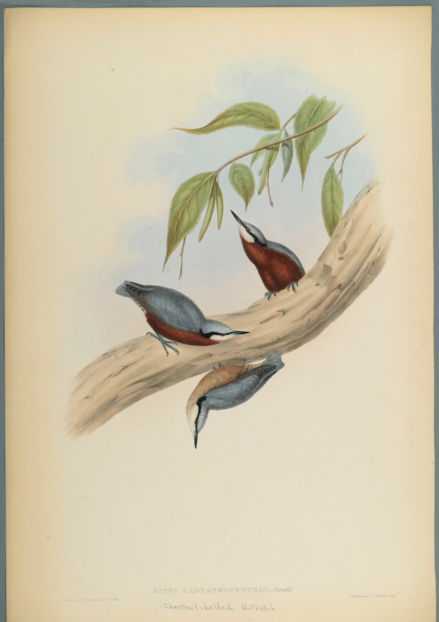 Stila Castaneoventris, Kastanje-Bellied Nuthatch (farve litho på vævet papir) af John Gould