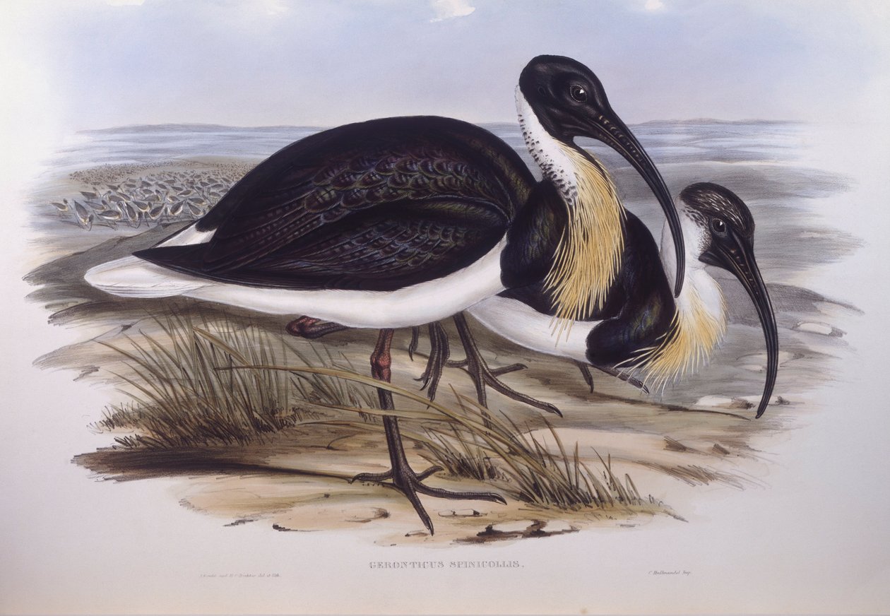 Halmhalset ibis (Threskiornis spinicollis), gravering af John Gould af John Gould