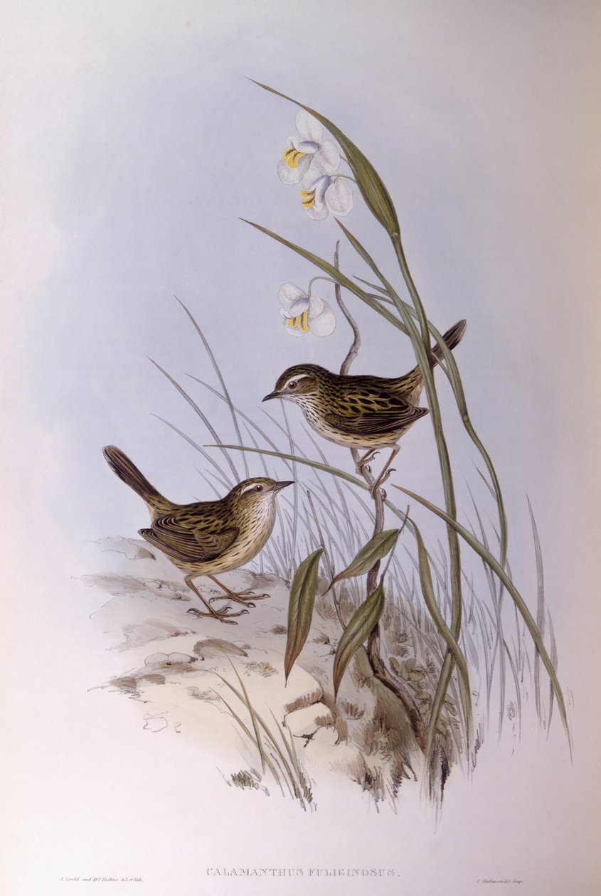 Tværstribet calamanthus (Calamanthus fuliginosus), Indgravering af John Gould af John Gould