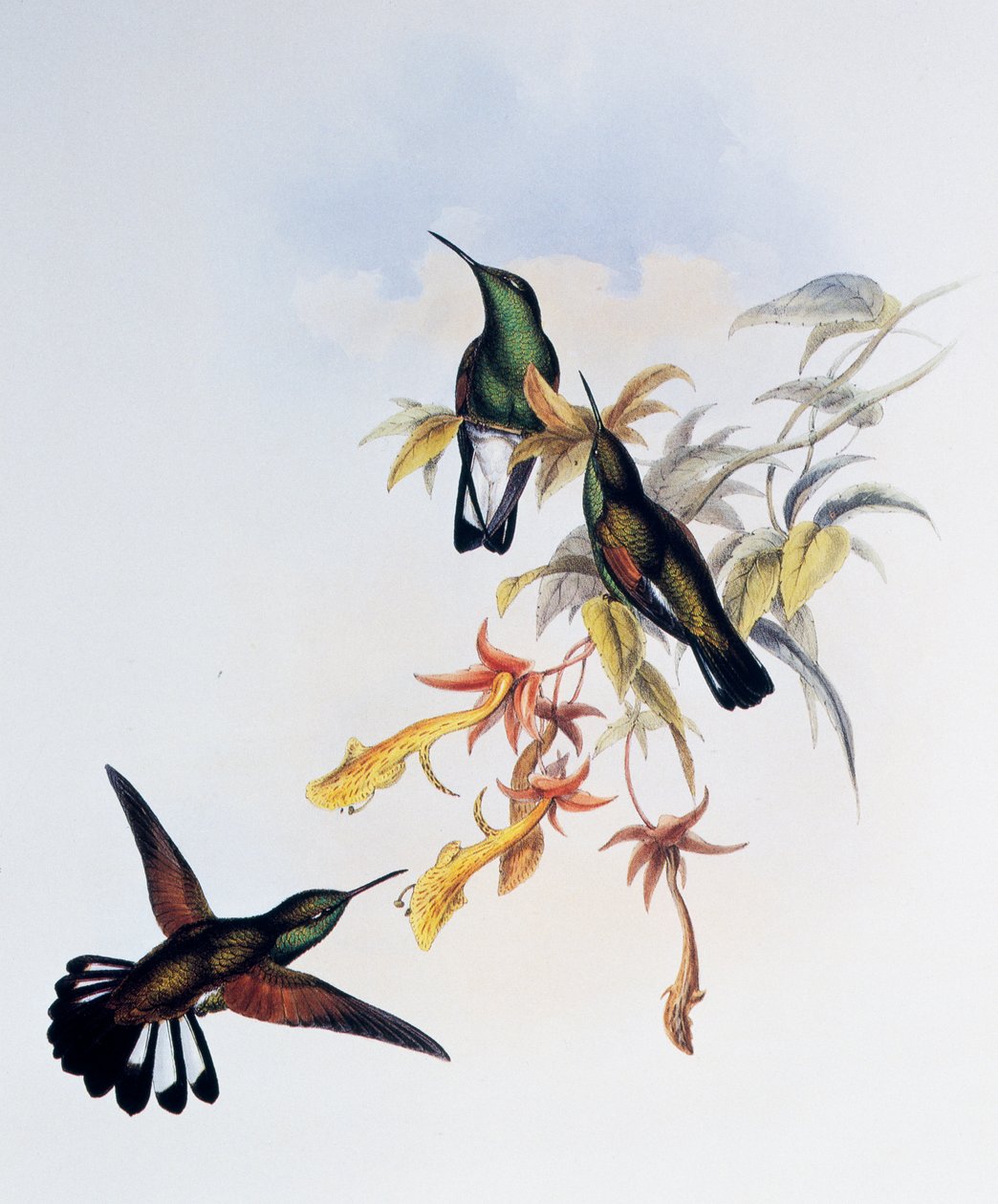 Stripe-tailed Hummingbird (Eupherusa eximia), gravering fra Monograph of Trochilidae eller Humming Birds (1849-1861), af John Gould (1804-1881), Storbritannien af John Gould