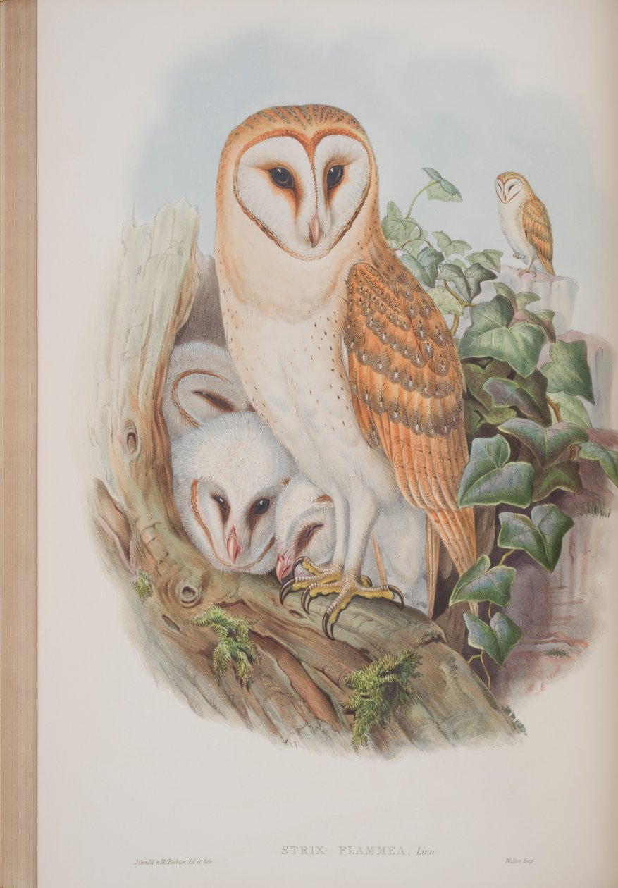 Strix Flammea, tallerken fra The Birds of Great Britain af John Gould, udgivet 1862-73 (håndfarvet litho) af John Gould