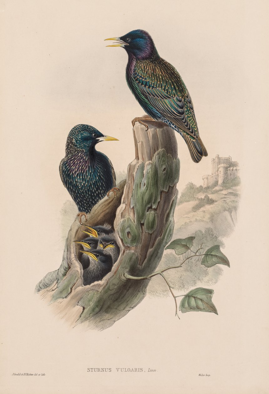Sturnur Vulgaris af John Gould