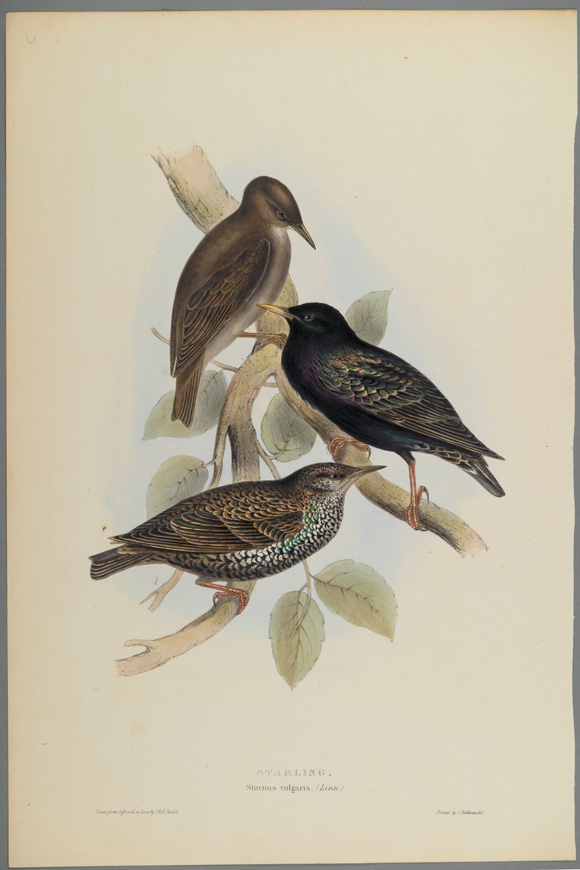 Sturnus Vulgaris - Stær (farve litho på vævet papir) af John Gould